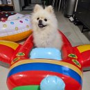 몽스빌리지 | [가평]1박2일 애견 동반 여행 후기(feat. 식당, 카페 그리고 숙소)