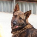 호동이네 이미지