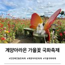 부개역 공영주차장 일원 | 인천 경인 아라뱃길 강아지 산책, 계양아라온 가을꽃 국화축제 애견동반 후기