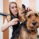 애정그루밍 이미지