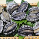 완도회타운 이미지