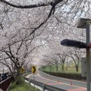 회원동217 | 2026 진해 군항제 여좌천 로망스다리 개화현황 주차 꿀팁