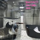 바스텟고양이병원 | 고양이를 위한 대전 도룡동 바스텟고양이병원