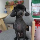 똥강아지 미용 이미지