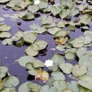 대천천1 이미지