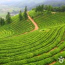 보성다원녹차 판매장 이미지