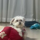 성동리 화장실(이동화장실) | 대충사는J의여행일기 3. 김포 문수산 1코스 강아지랑 등산하기 ㅣ 반려견이랑 걷기 좋은 산, 문수산 후기