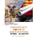 벽지 뜯는 강아지&가람 이미지