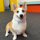 귀엽다멍 | 정관 애견 미용 &#39;귀엽다멍&#39; 중형견 웰시코기 미용 후기