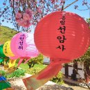 ㈜일천 | 순천 선암사, 겹벚꽃이 아름다운 천년고찰의 신비