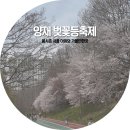 영동문화원 | 양재천 벚꽃 등 축제 주말 주차 성공기 아이랑 오픈런으로 즐긴 명당 후기