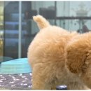 행복한강아지 이미지