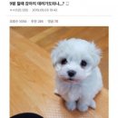 거참 이미지