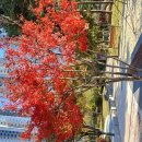 시진핑의 의장 행동보면..황제 아님 유.도교국... 이미지