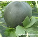 백자농장 이미지