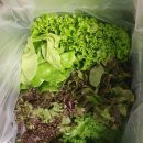 그린어스 | 무농약 친환경 샐러드, 그린어스 버티컬스마트팜 샐러드 후기