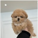 부산강아지분양 퍼피룸 이미지