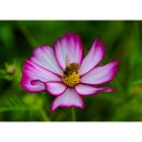 코스모스드림 이미지