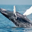 고래의꿈 이미지