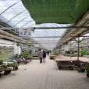 바리안꺼 영농조합법인 | 부산 기장 봄나들이로 좋은 미래화훼단지 꽃, 식물, 화분 도매시장 후기