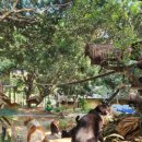 Cat garden 이미지