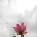 연못으로 이미지