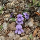 라마리차 이미지