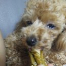 거부기 동물병원 | 중성화/수컷 강아지 중성화 수술/ 7개월 수컷 강아지 중성화 수술 후기/일산 동물병원/ 거부기 동물병원