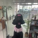 무거동 봄이네 이미지