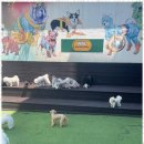 제주네 애견유치원 이미지