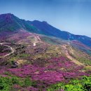 다녀옴 [울산출발] 5월7일(일) 합천 황매산 산행 철쭉축제 이미지