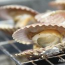 가리비야 뉴시스