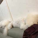 비숑마을펜션 이미지