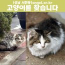 고양이를 찾습니다. 구조/치료후 복귀중 케이지에서 탈출했어요! 이미지