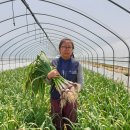 최은희 농장 이미지