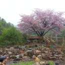 벗나무집 이미지