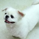 콩알 이미지
