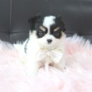 내품안의 반려견 김포점 이미지