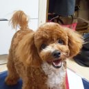 봉담우리애 동물병원 이미지