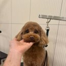 일산애견호텔 애견유치원 맘바이 일산점 이미지