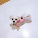 케이지모빌리티 양천서비스 프라자 | 일산 애견 호텔 &#34;달개&#34; 해도 해도 너무 하네요...