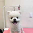 프롬율무 이미지