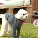 레드펫