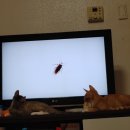 별이와콩이 이미지