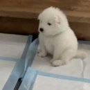 바나나 하루키