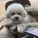 예쁘다 펫살롱 이미지