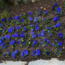 백옥대로1081번길 이미지