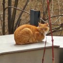 고양이천국 이미지