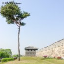 수원시바견 이미지