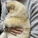 샌딜리버블 연산점 이미지